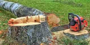 Reliable Walford, IA Tree Services Solutions