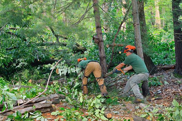 Best Hazardous Tree Removal  in Walford, IA